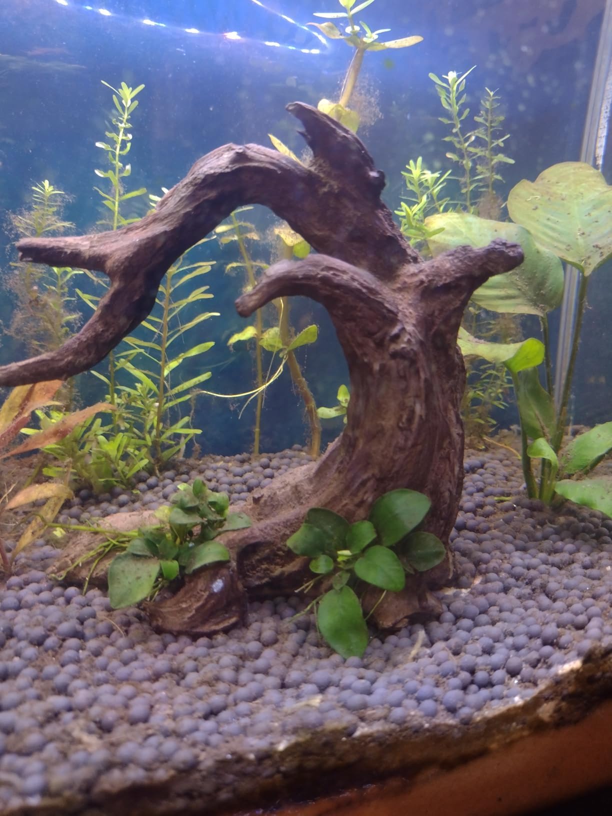 Obantrsz Aquarium Driftwood Decor Set - 1 Anubias Resin Model & 3Pcs Small Natural Driftwood 2-4 inch for Aquascaping, Fish Tank Landscape Design