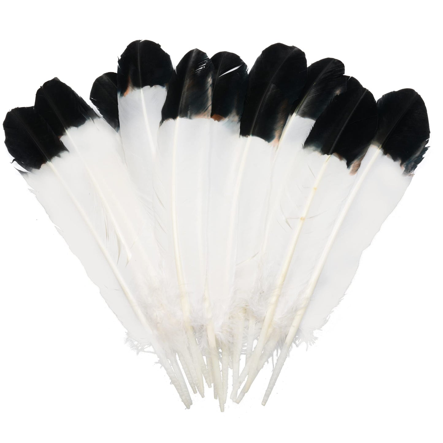 Handy Lidy 20pcs 10-12" Turkey Feather Round Wing Quill for DIY Art Accessories Halloween Party Decoration Wedding Costumes-White w/Black Tips