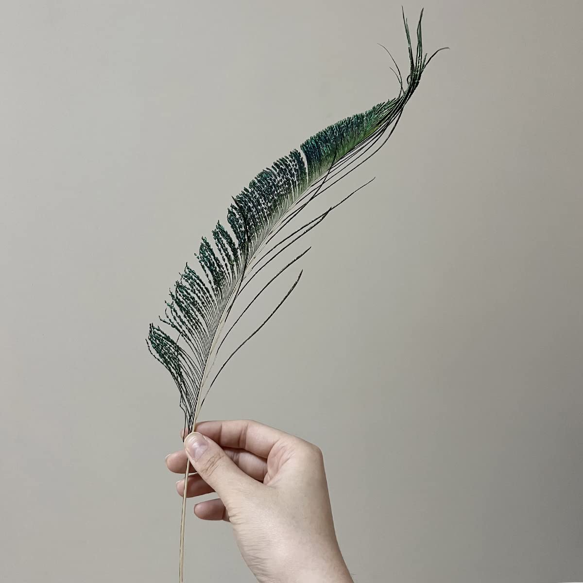 50pcs Natural Peacock Sword Feathers 12-14 Inch for Home Decor Wedding Party Vase Decoration Hat Costume DIY Crafts Floral Arrangements Christmas Tree Ornaments (25 Left & 25 Right)