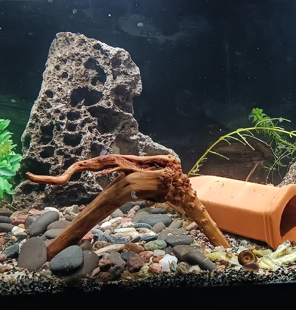 YZHZOM 8pcs Natural Small Spiderwood Driftwood for Aquarium Decor Aquarium Driftwood Freshwater Reptile Driftwood Aquarium spiderwood (spiderwood 5-6inch 8pcs)