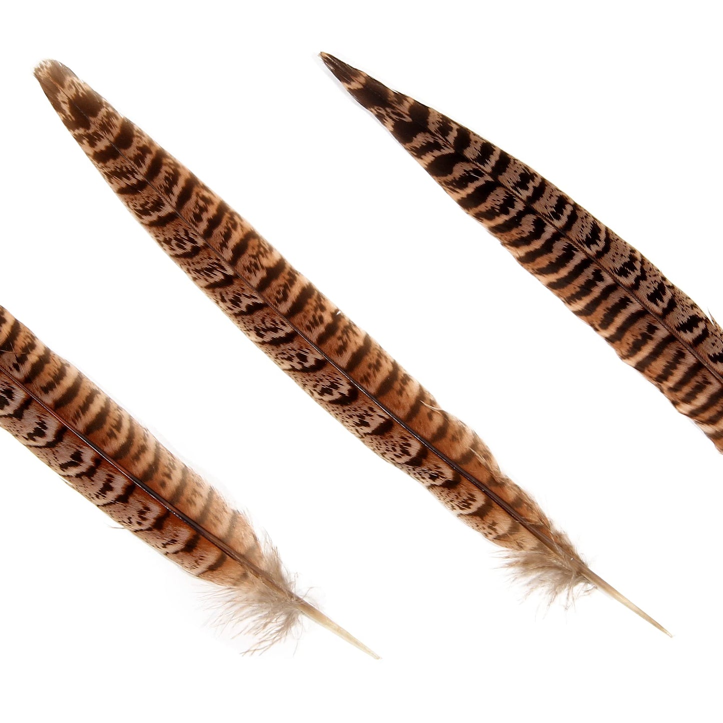 20pcs Female Pheasant Feather Natural Ringneck Tails Feathers 6-8inch 15-20cm for Crafts Home Wedding Party Performance DIY Decoration Pheasant Feather,Female Pheasant Feathers
