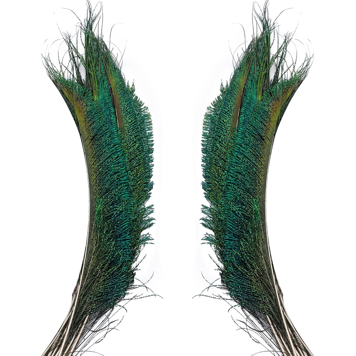 50pcs Natural Peacock Sword Feathers 12-14 Inch for Home Decor Wedding Party Vase Decoration Hat Costume DIY Crafts Floral Arrangements Christmas Tree Ornaments (25 Left & 25 Right)