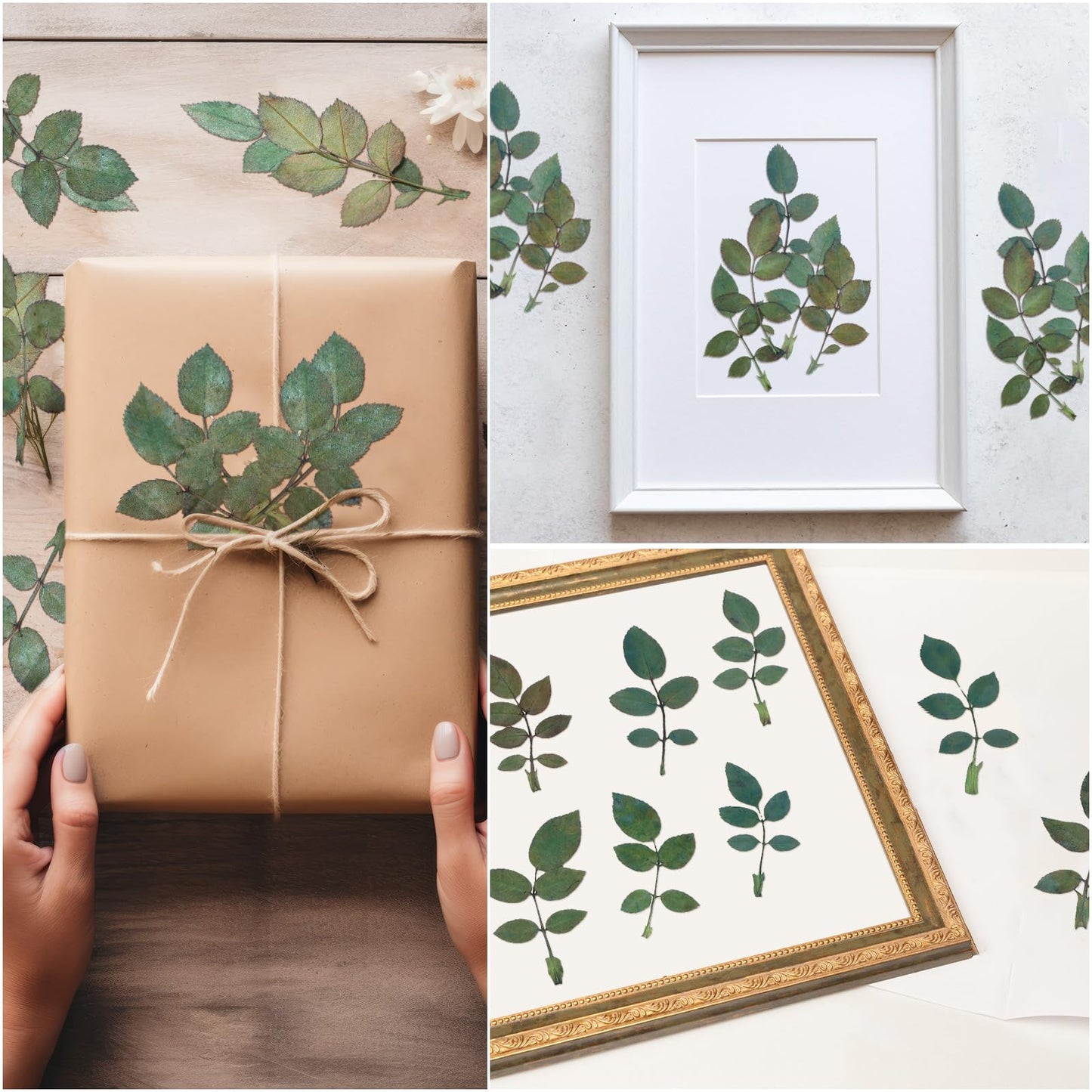 Fabbay 200 Pcs Real Dried Pressed Green Leaves Natural Rose Flower Dried Leaves Plant Greenery for Resin Art Arrangements Home Wedding Bouquets DIY Crafts Decors Card Scrapbooking