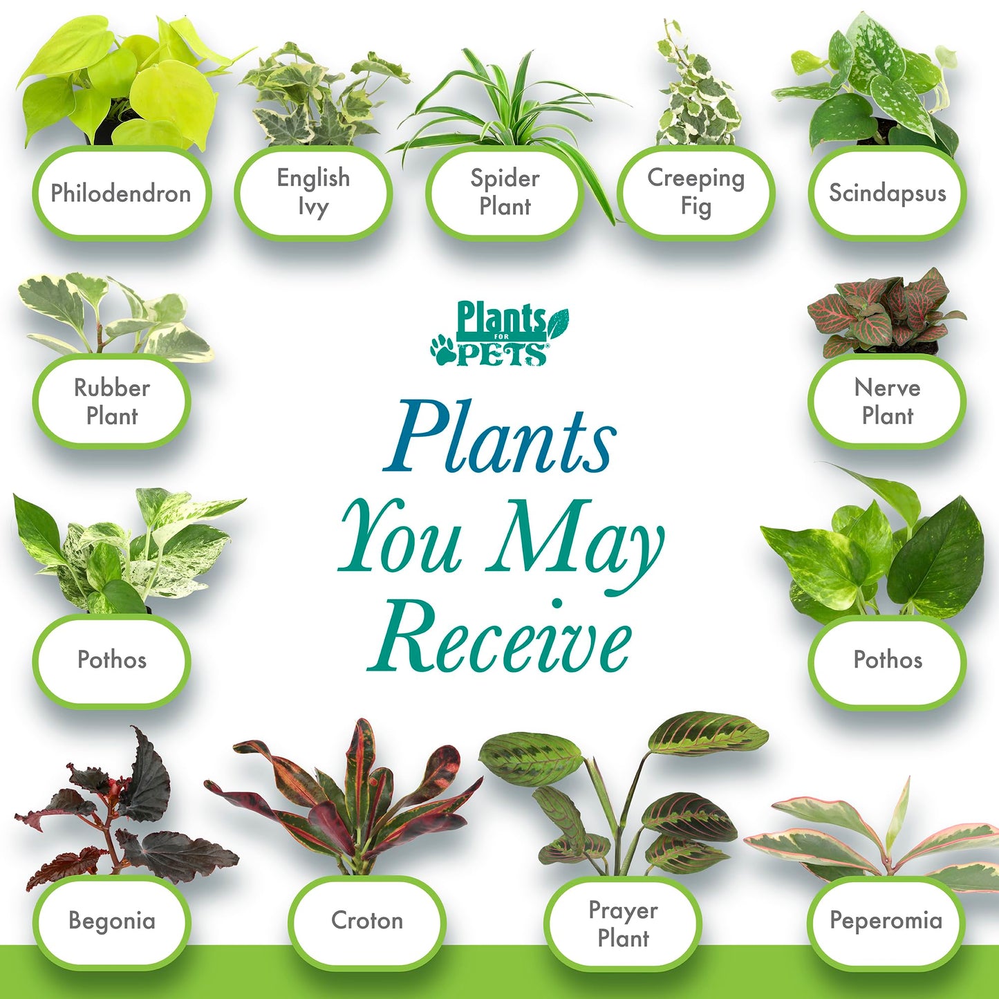 Tillandsia Air Plants Live Indoor Plants (50 Pack), Air Plants Bulk Party Favors or Wedding Favors Live Plants, Air Plant Lover Gifts, DIY Terrarium Kit, Air Succulents Plants Live by Plants for Pets
