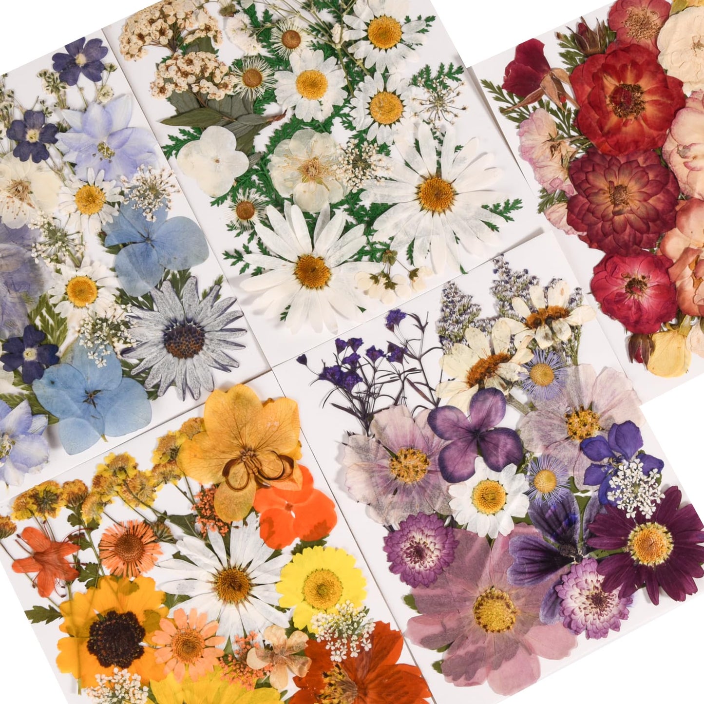 nisetten 6 Pack 150PCS Real Pressed Dried Flowers Dry Leaves Craft Kit - Natural Dried Flowers for DIY Crafts, Resin Jewelry, Cards, Soap, CandleMaking, Nail Art, and Scrapbooking (Colorful)