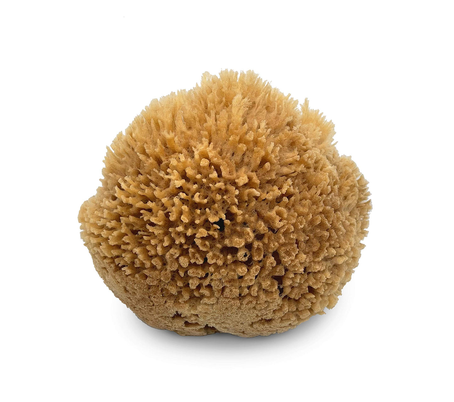Lullingworth® Natural Sea Wool Art Sponge: Premium Professional Grade 5-6" Unbleached, Excellent for Painting, Decorating, Texturing, Marbling, Limestone/Venetian Plaster, Faux Finishes, Crafts