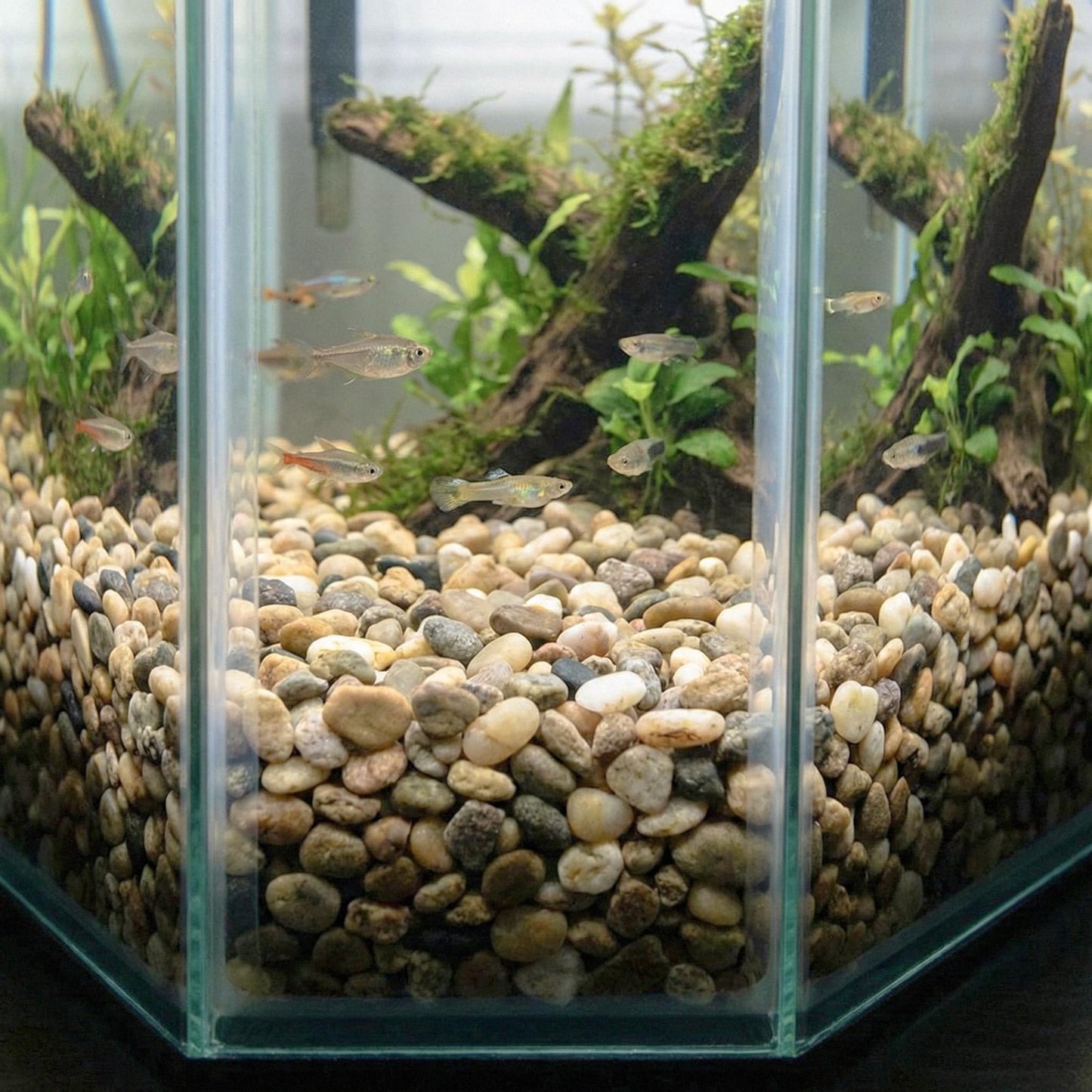 River Rocks Decorative Ornamental Vase Filler 0.5" - 0.75" Natural Aquarium Gravel 5 lbs - Landscaping Pebbles for Indoor Plants, Succulents,Terrarium & Home Decor, DIY & Crafting – Royal Imports