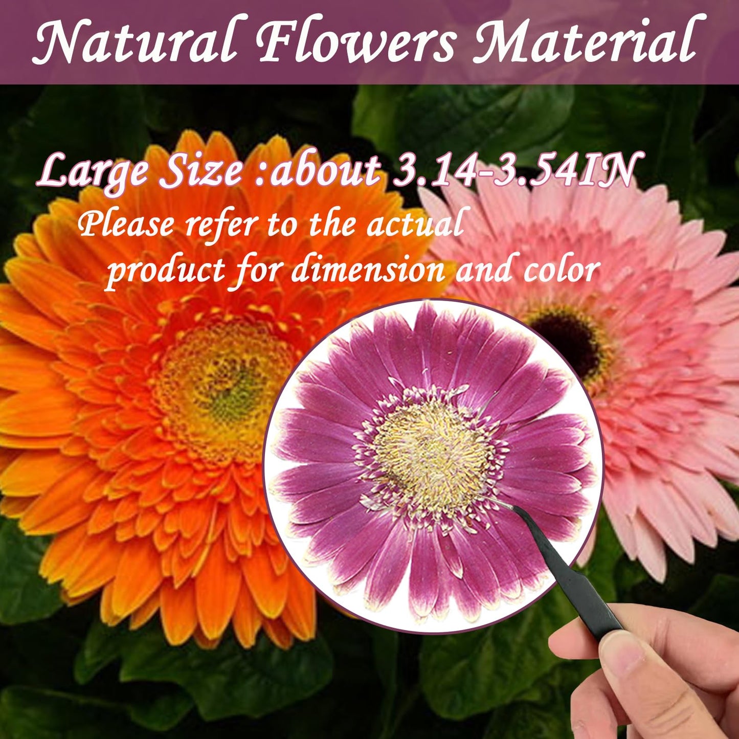 ALJ Rose Red Dried Pressed African Daisy for Resin Crafts Embellishment, Large Size Natural Sunflowers, Barberton Daisy for DIY Jewellery Candle Making Phone Case Home Wedding Decor (3.14-3.54IN)