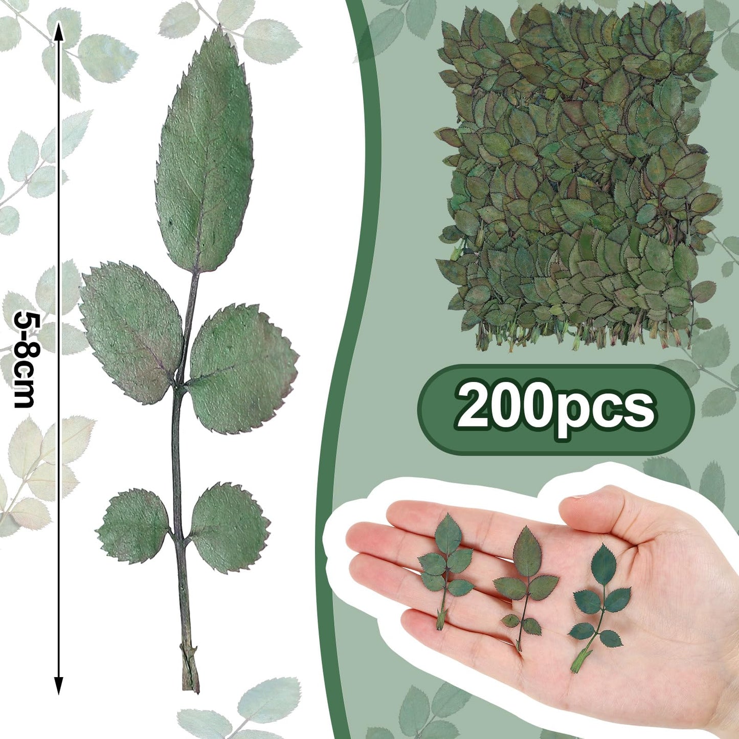 Fabbay 200 Pcs Real Dried Pressed Green Leaves Natural Rose Flower Dried Leaves Plant Greenery for Resin Art Arrangements Home Wedding Bouquets DIY Crafts Decors Card Scrapbooking