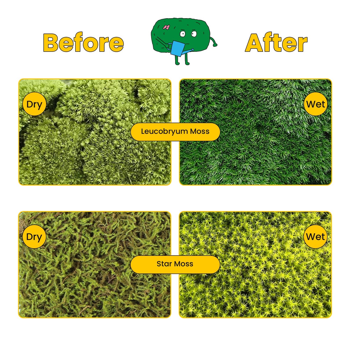 DIY Moss Terrarium Kit, 4 * 4 * 4 inch Acrylic Cube Mini Garden with Live Star Moss, Soil, Endless Love-Craft Kit for Adults and Teens, Relaxing Desk Decor & Unique Gift for Home or Office