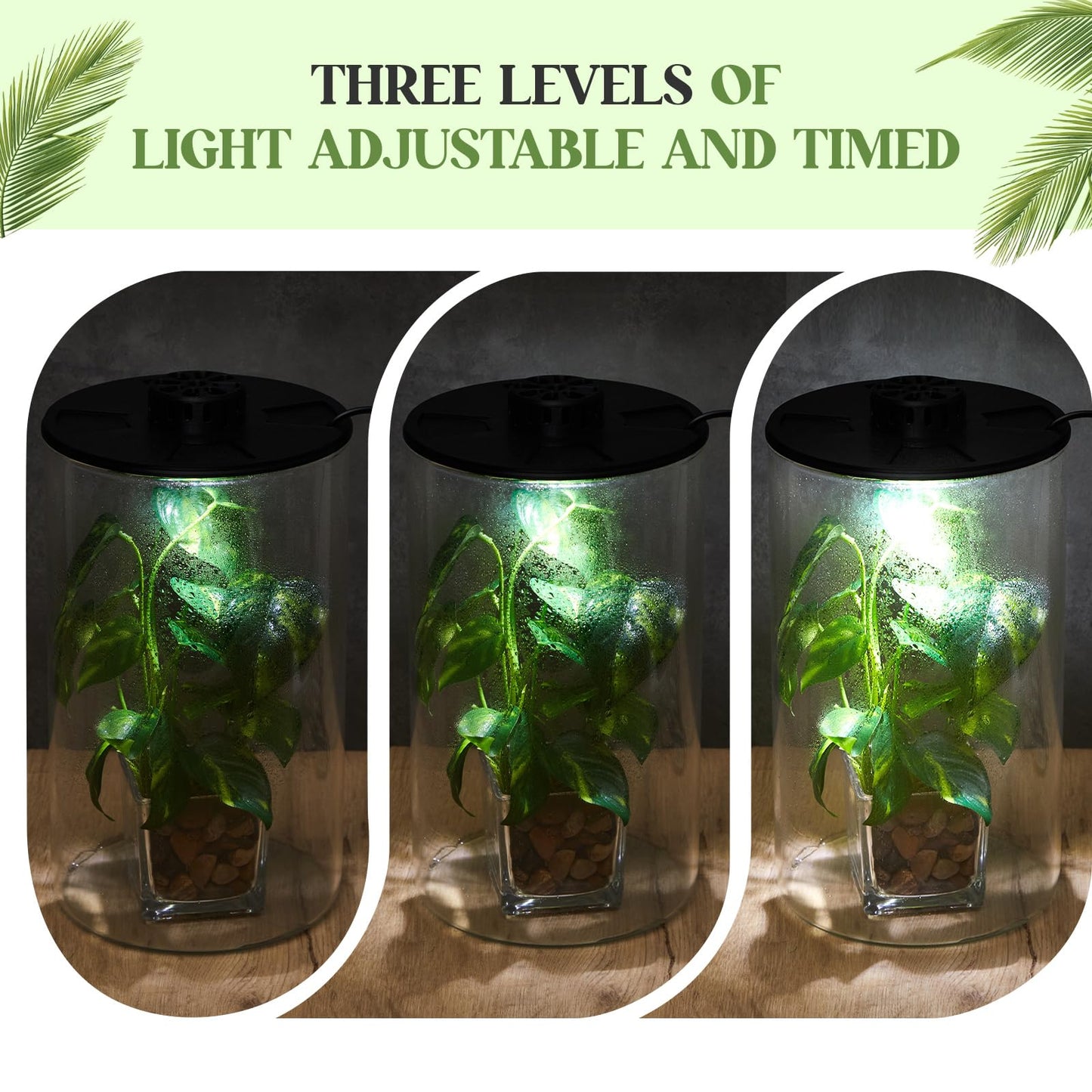 Maxdot Glass Plant Terrarium Kit with Light for Succulent, Moss, Miniature Gardening Landscape, Betta Fish Tank, Office Home Decoration, Plant Lovers Gifts(9.8 x 5.9 Inch)