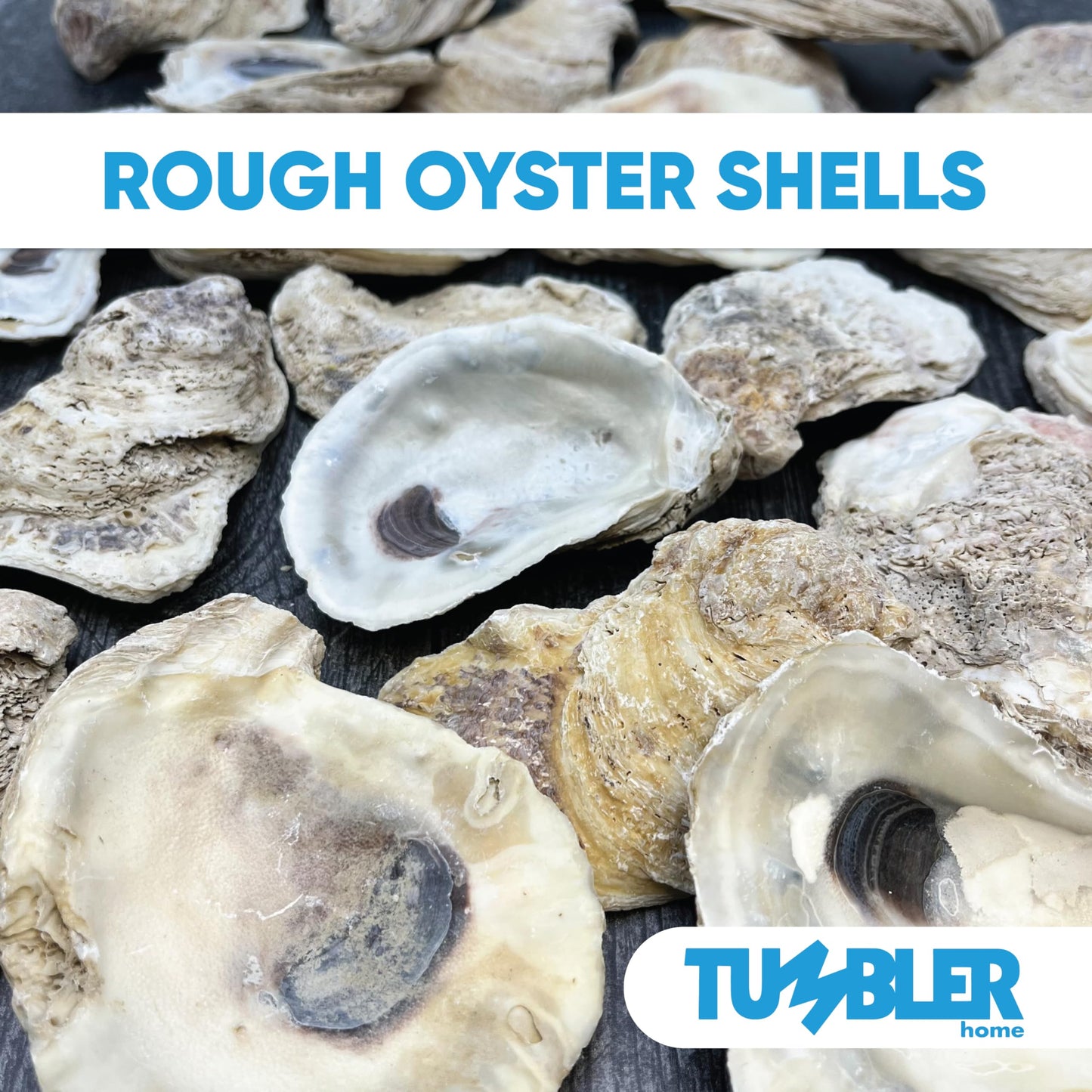 Tumbler Home Oyster Shells for Crafts, 20pcs, 4"- 5" Large Oyster Shells for Crafting, Decoupage, Christmas Ornaments, Wreaths, Weddings, Beach Décor, DIY Arts & Crafts. Bulk. Farmed in USA